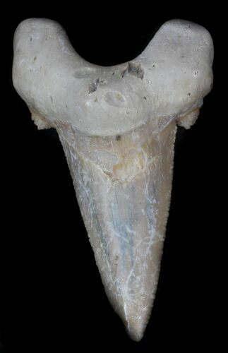 Auriculatus Fossil Shark Tooth - Morocco #35860